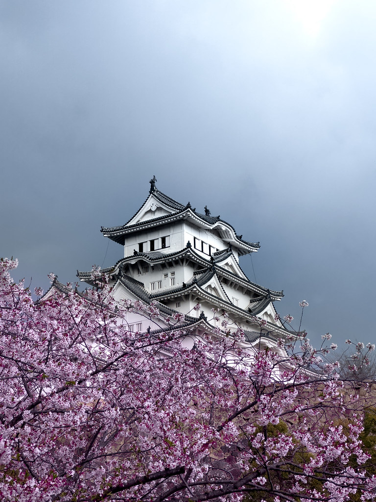 White Japanese castle framed by pink cherry blossoms