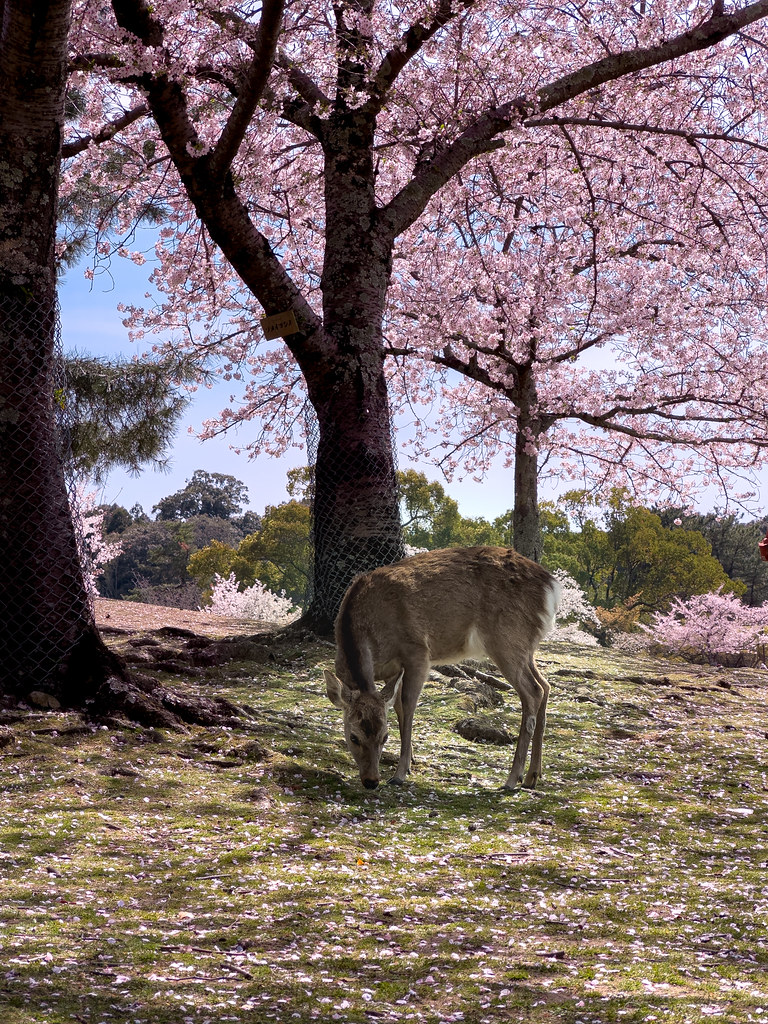Deer standing beneath pink cherry blossom trees in Nara, Japan