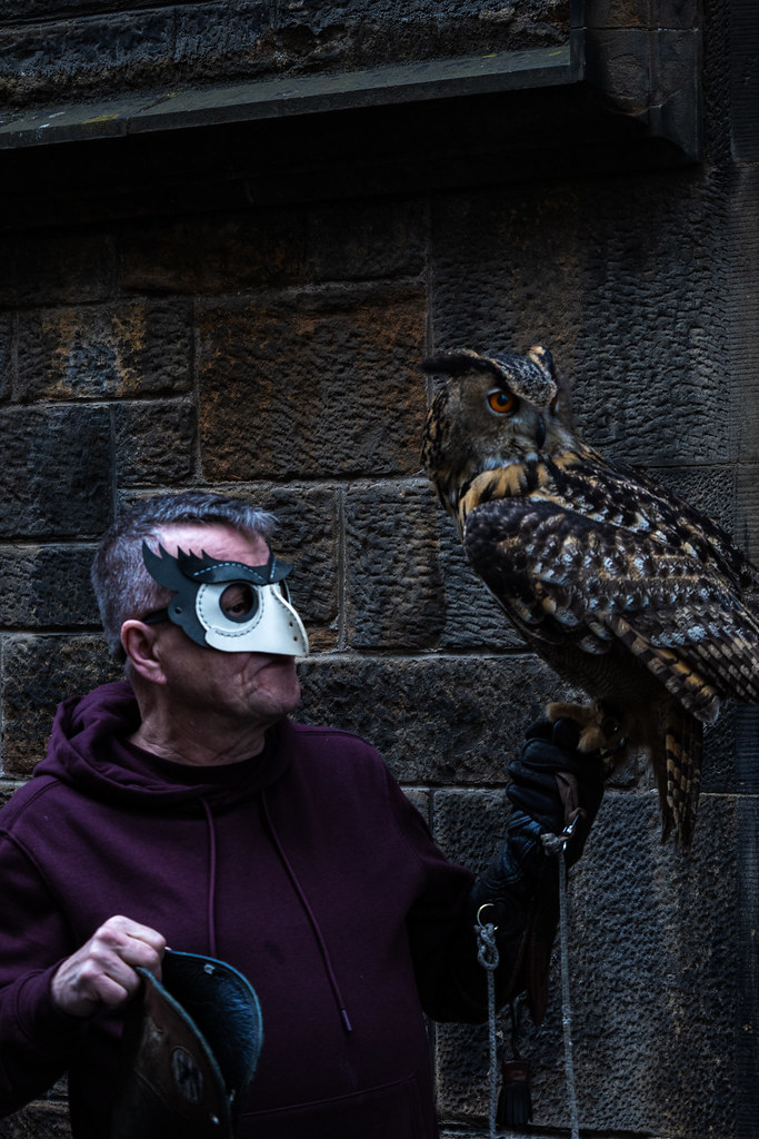 Owl perched beside its handler against dark stone walls in Scotland